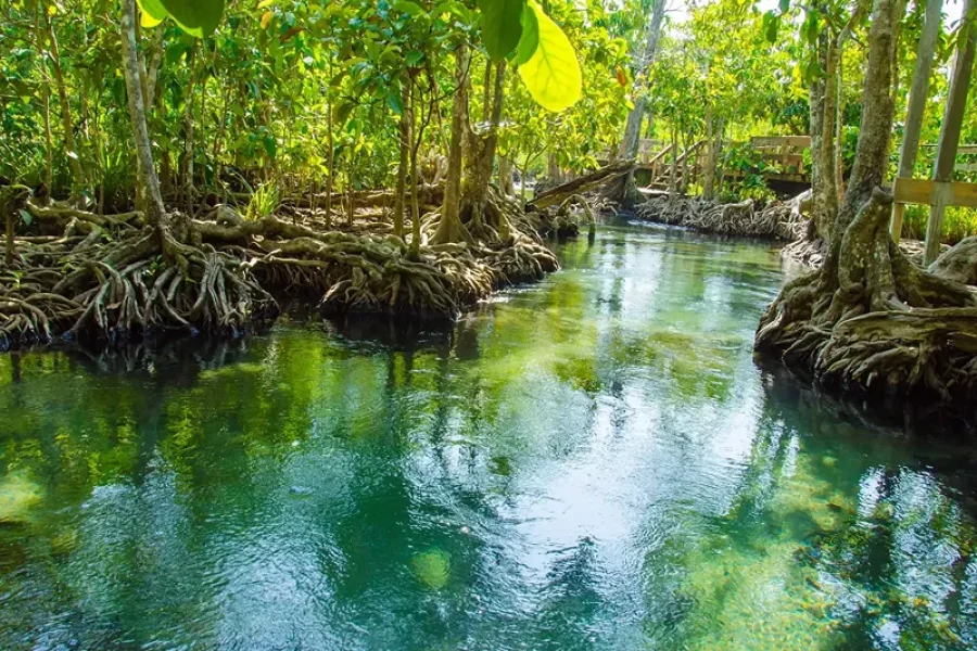 Ko Lanta: Mangrove Forest and Old Town Private Tour