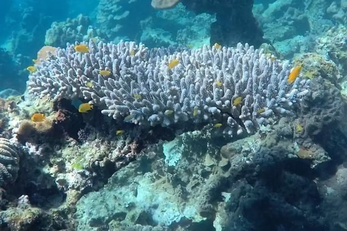 4 islands tour koh lanta snorkeling colorful coral reef
