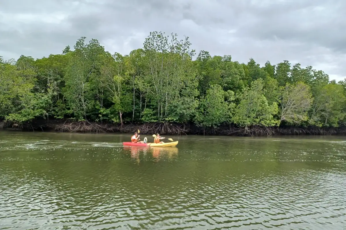 mangrove kayak koh lanta monkey point and cave tour