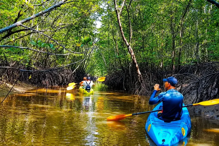 mangrove kayak old town kayaking through green mangrove forest koh lanta