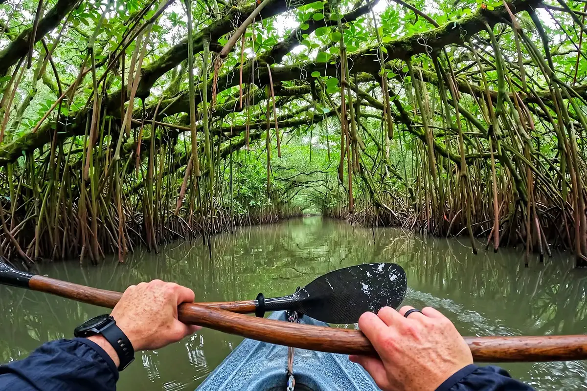 Mangrove Kayaking Koh Lanta POV paddling through tunnel